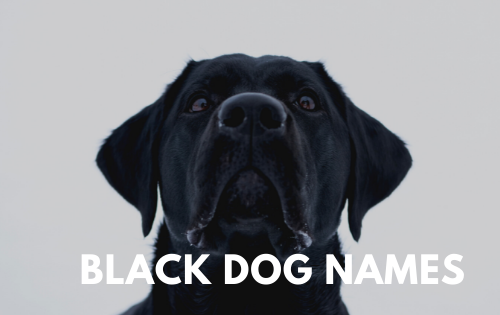 Black Dog Names cgfsertrd