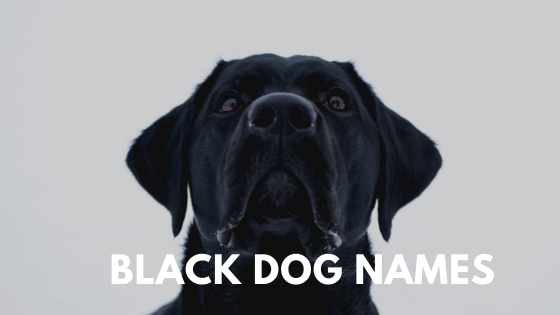 Black Dog Names cgfsertrd